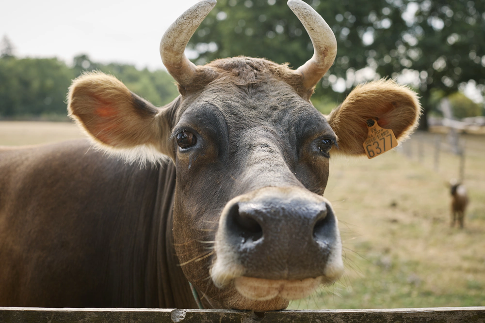 vache du camping